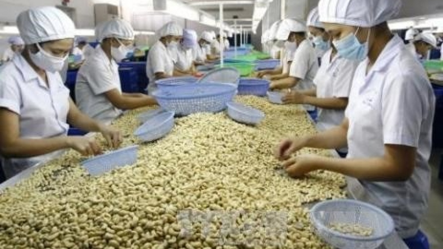 Vietnam remains world's top cashew exporter