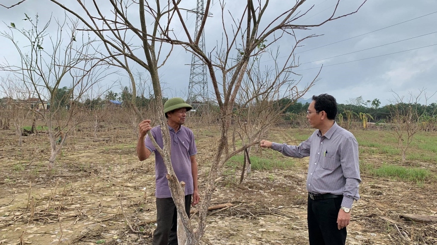 Nông dân Thừa Thiên Huế thiệt hại lớn khi hàng trăm ha cây thanh trà bị chết