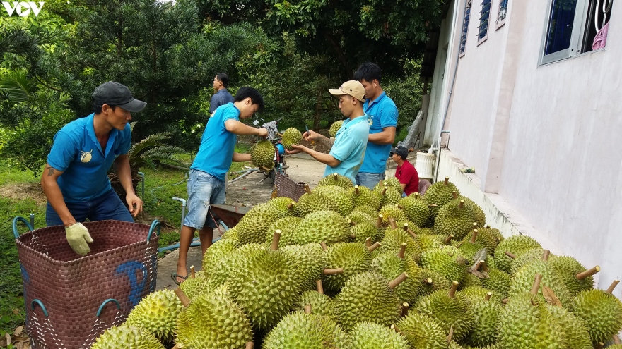 Trung Quốc ồ ạt gom mua nông sản Việt khiến giá tăng kỷ lục