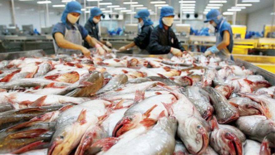 Doanh nghiệp cá tra cần bình tĩnh, tránh chào giá cá tra thấp sang Trung Quốc