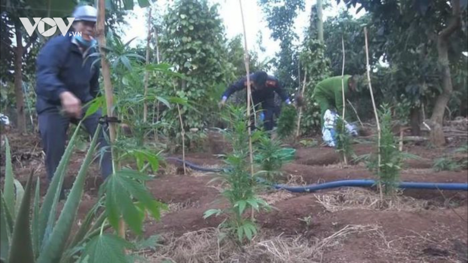 Nóng 24h: Trồng hơn 1.000 cây cần sa để... chăn nuôi gia cầm