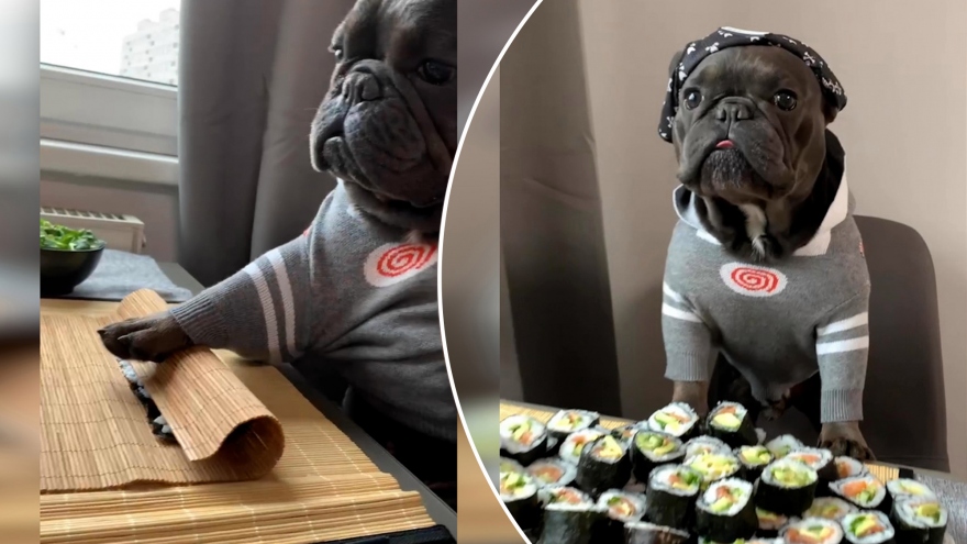 Tròn mắt xem chú chó bulldog trổ tài làm sushi như "đầu bếp chuyên nghiệp"