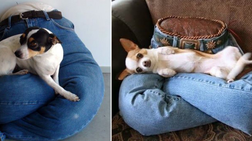 Những ý tưởng biến đồ cũ trong nhà thành chiếc giường êm ái cho thú cưng