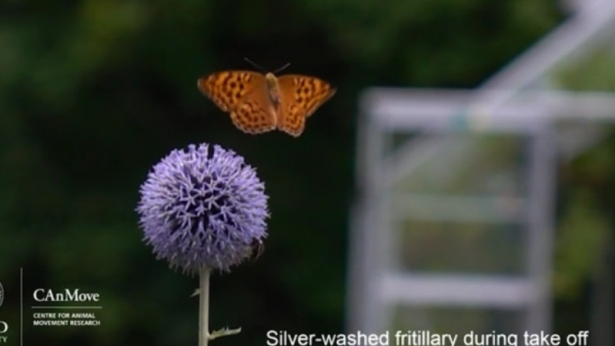 Khoảnh khắc bướm vỗ cánh, tạo túi khí để tăng thêm lực đẩy cất cánh bay lên