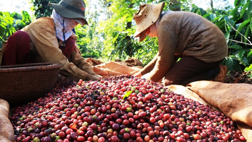 Poland increases imports of Vietnamese coffee