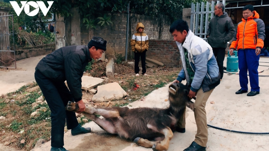 Rét hại khiến 257 con trâu, bò bị chết tại Huyện Kon Plông, Kon Tum 