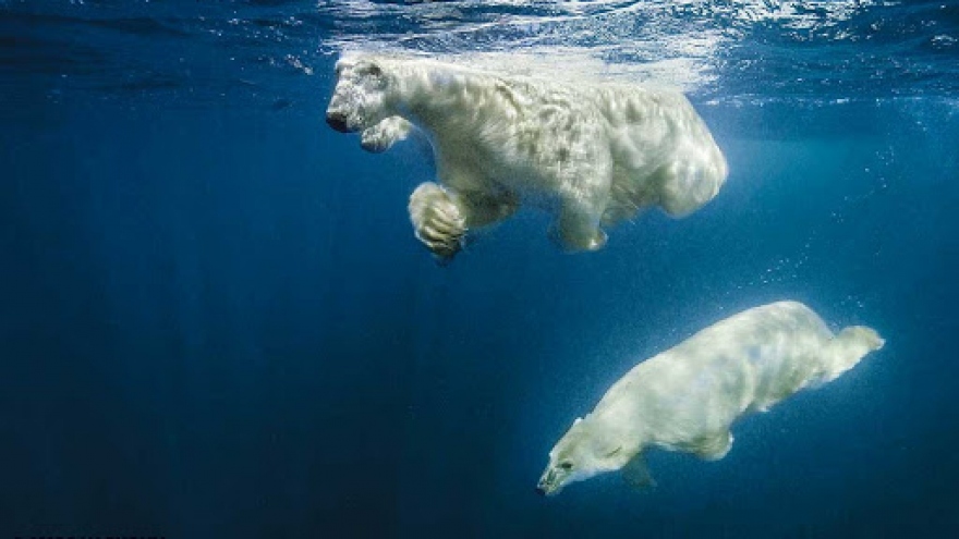 Lạ lùng cách gấu Bắc cực lặn tìm thức ăn