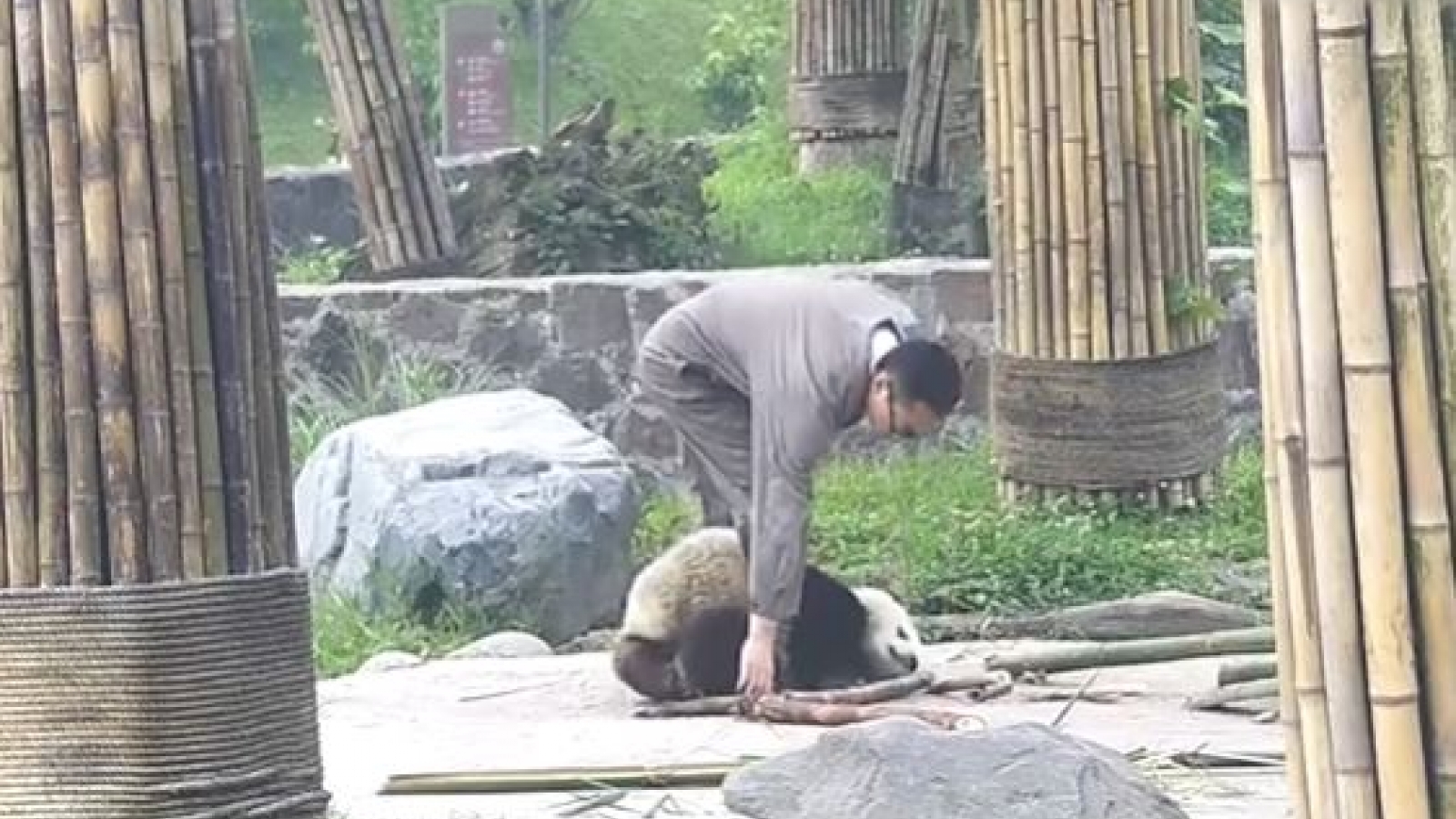 Đáng yêu chú gấu trúc tinh nghịch "làm nũng" không cho người chăm sóc rời đi