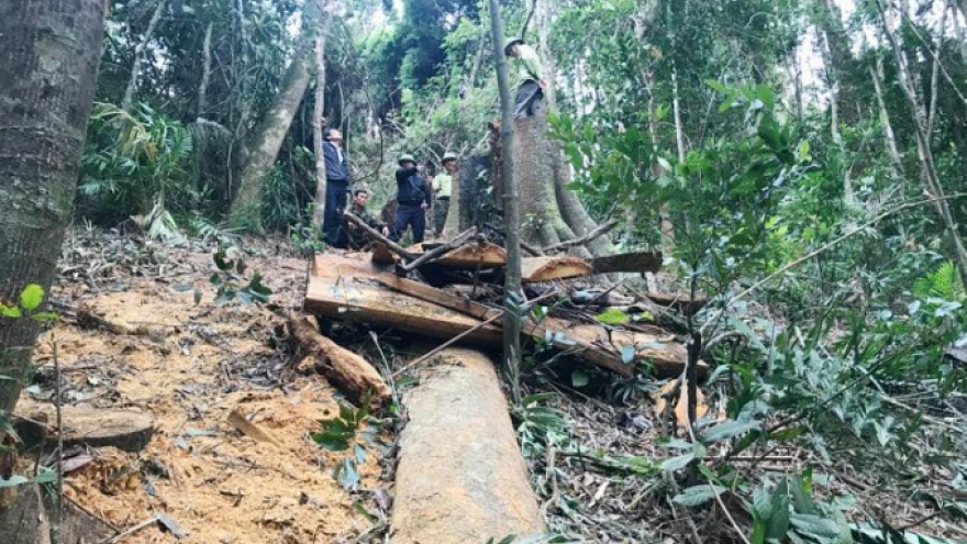 Khởi tố vụ khai thác 21 cây gỗ trái phép ở Gia Lai