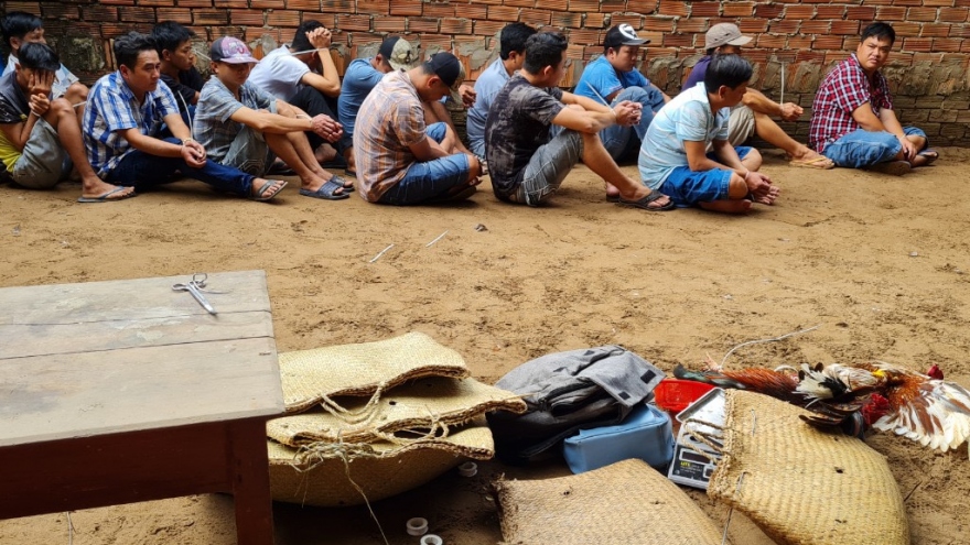 Cần Thơ bắt 19 đối tượng đá gà ăn thua bằng tiền