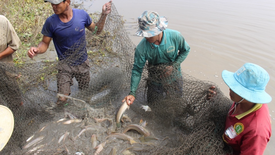 Hậu Giang thu hoạch diện tích cá nuôi trên ruộng mùa nước nổi