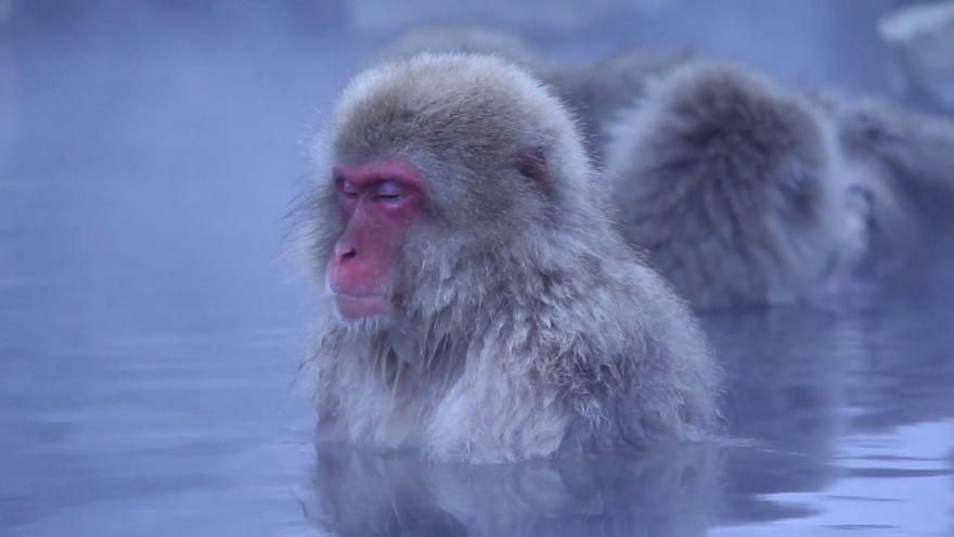 Khoảnh khắc “thư thái” của khỉ tuyết khi ngâm mình trong suối nước nóng