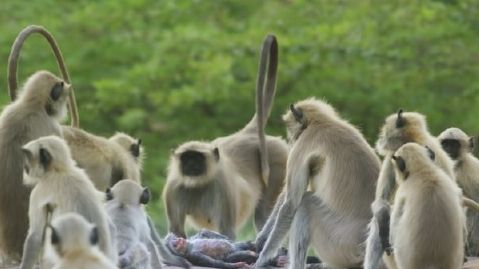Xúc động đàn khỉ khóc thương vì tưởng một chú khỉ giả đã chết
