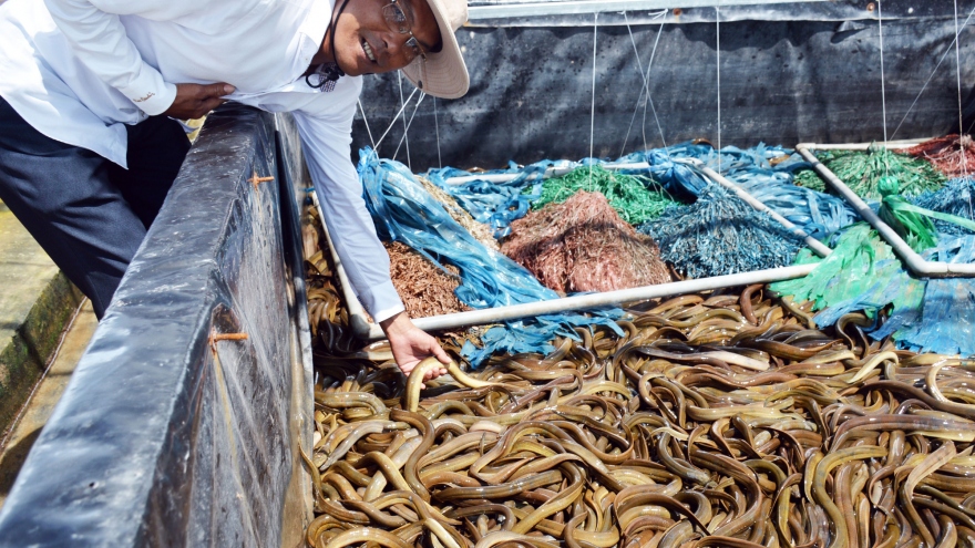 Tỷ phú nông dân tỉnh Bạc Liêu nuôi lươn không bùn công nghệ cao, lời 2,5 tỷ đồng