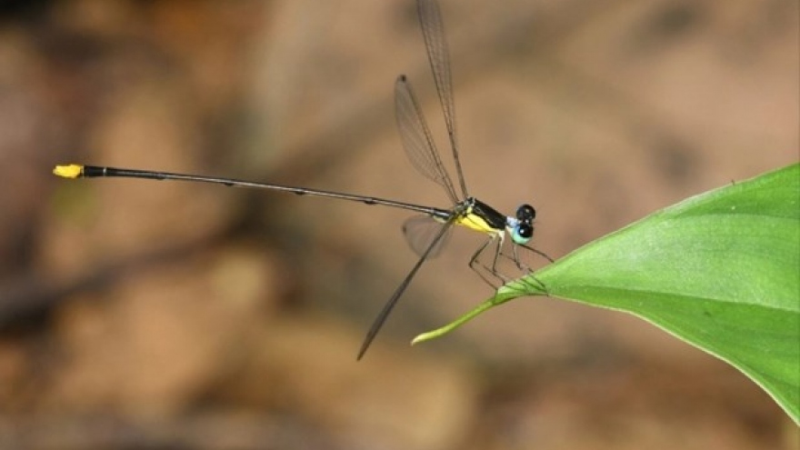 New damselfly species found in central Vietnam