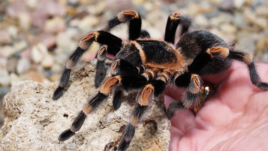 “Sởn gai ốc” quá trình lột xác của nhện gối đỏ Mexico
