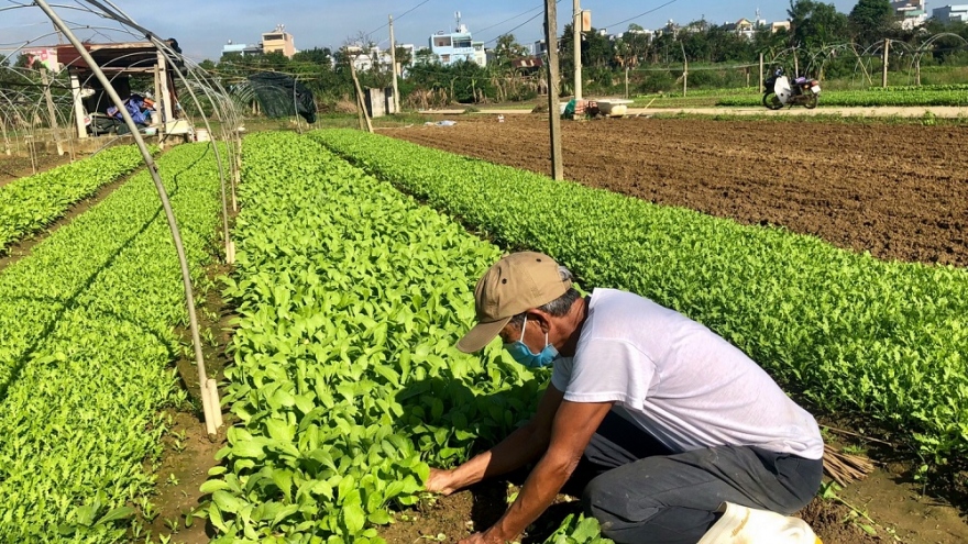 Người dân vùng ven Đà Nẵng tất bật chăm sóc vụ rau Tết