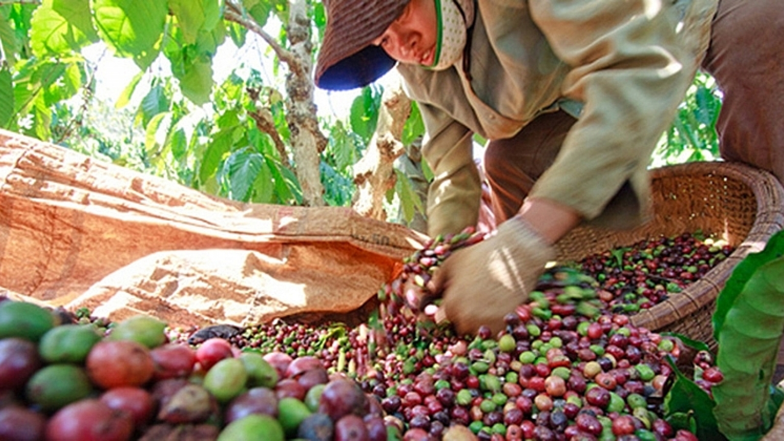 Six local firms participate in online international agricultural exhibition in Algeria