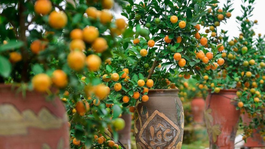 Hanoi gardeners prepare kumquat trees ahead of Tet