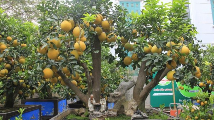 Gardeners in Hanoi prepare Dien ornamental pomelos for Tet