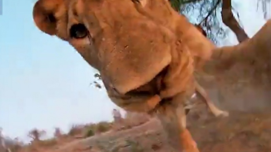 Video: Sư tử cái đói lồng lộn tấn công hung dữ camera
