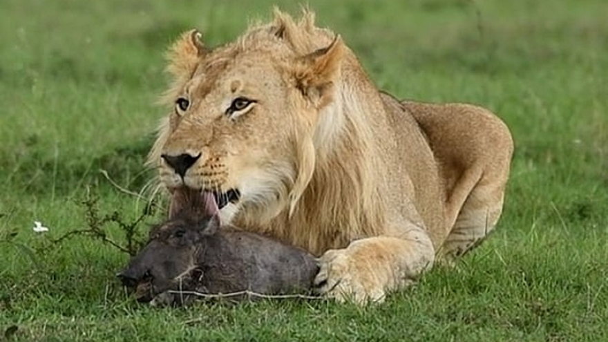 Sư tử đực “tàn ác” vờn lợn rừng con trước khi xơi tái nó
