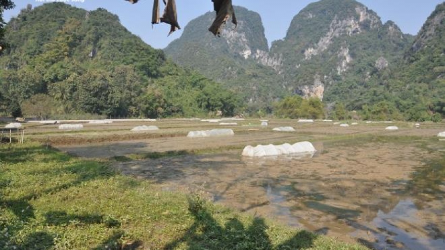 Sửa đường vùi lấp kênh mương, 24 ha đất trồng lúa ở Thanh Hóa thiếu nước