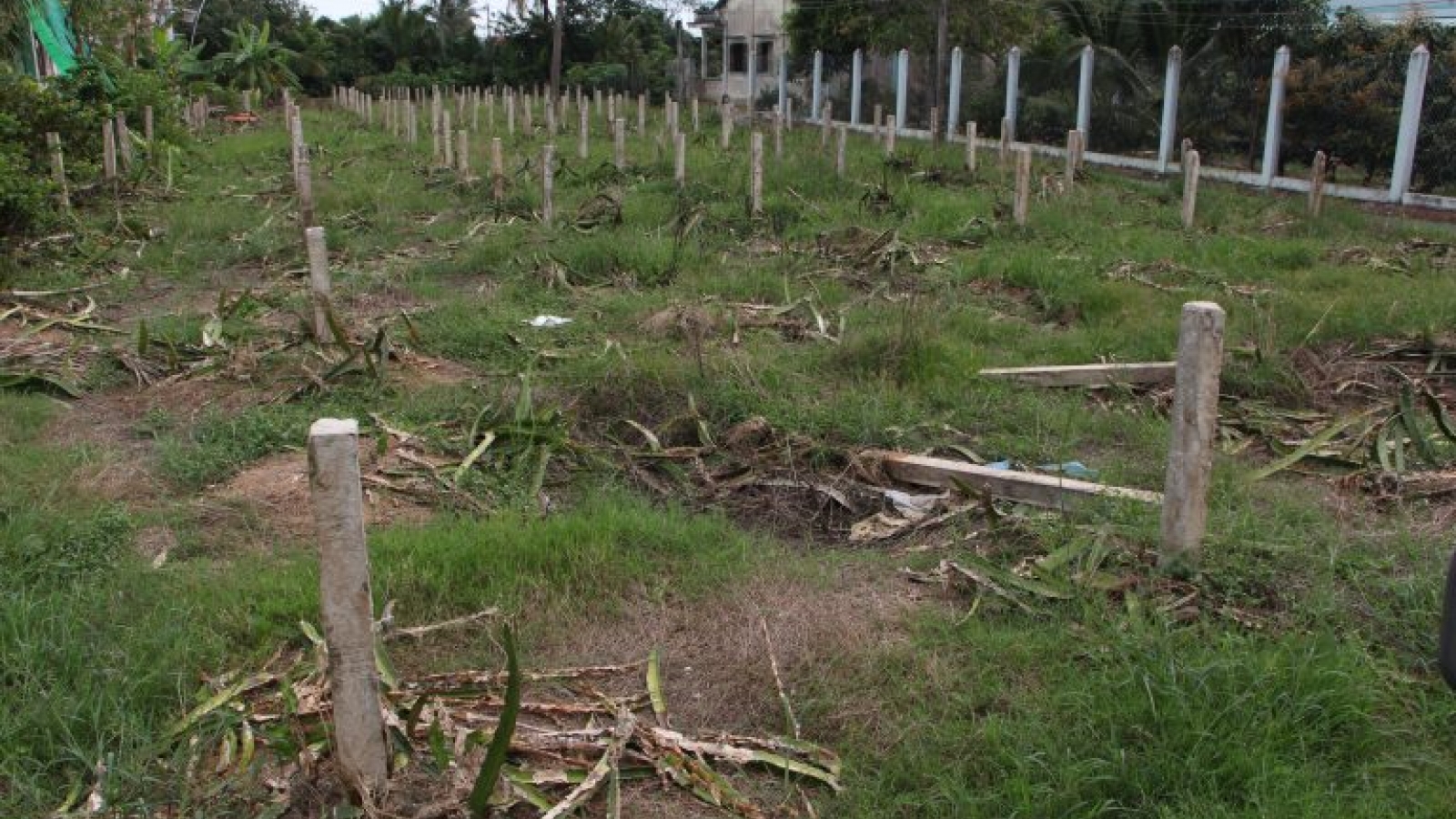 Long An: Nhiều nông dân phá bỏ vườn thanh long do thua lỗ