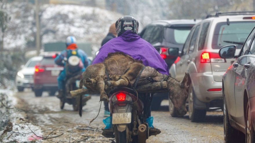 Extreme cold spell kills over 200 cattle in northern Vietnam