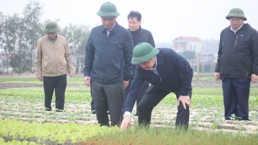 Sản xuất nông nghiệp ở Quảng Bình đang dần phục hồi sau lũ lịch sử