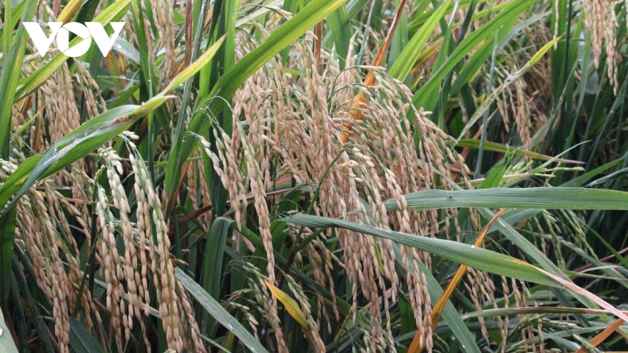 Vietnam elevates rice brand in demanding markets
