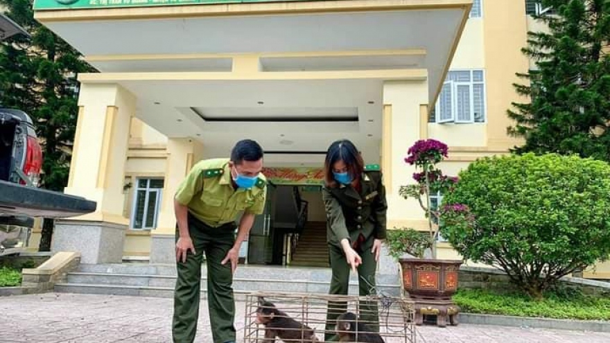 Vườn quốc gia Vũ Quang tiếp nhận 2 khỉ mặt đỏ và 1 trăn đất do người dân giao nộp