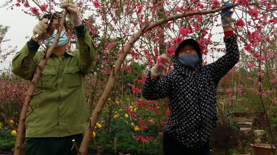 Đào Nhật Tân ế rụng đỏ vườn sau Tết: Giọt mồ hôi hoà nước mắt của nông dân!