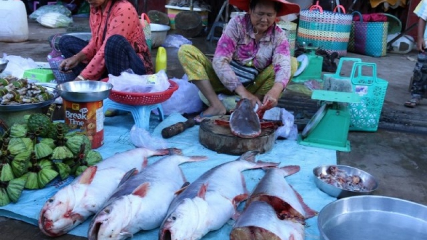 Campuchia hủy bỏ lệnh cấm nhập khẩu cá từ Việt Nam