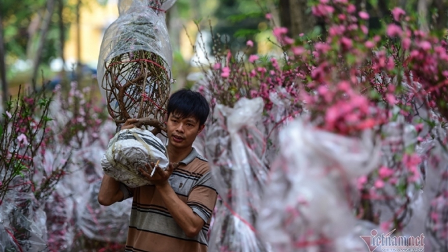 Peach blossom sellers in HCM City worry amid poor sales