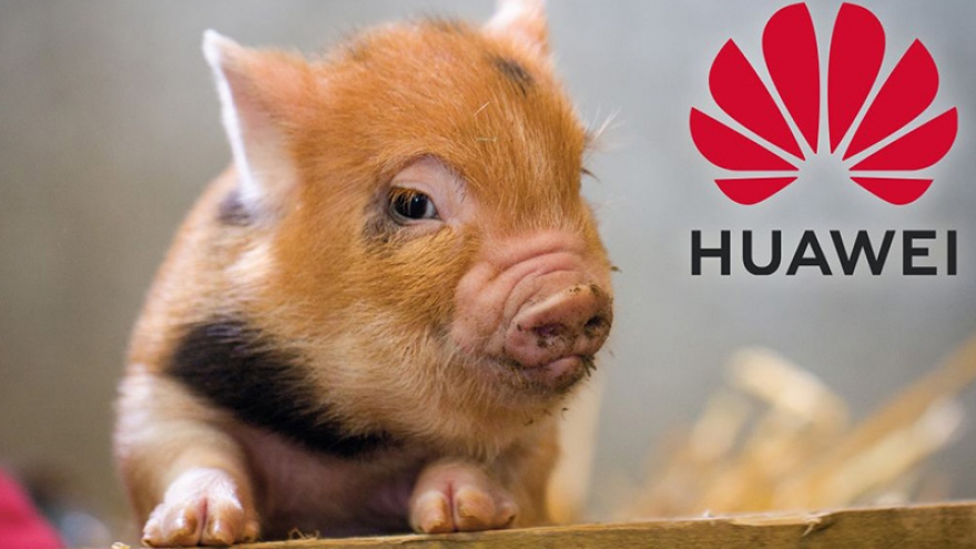 Smartphone gặp khó, Huawei chuyển sang công nghệ… chăn nuôi lợn