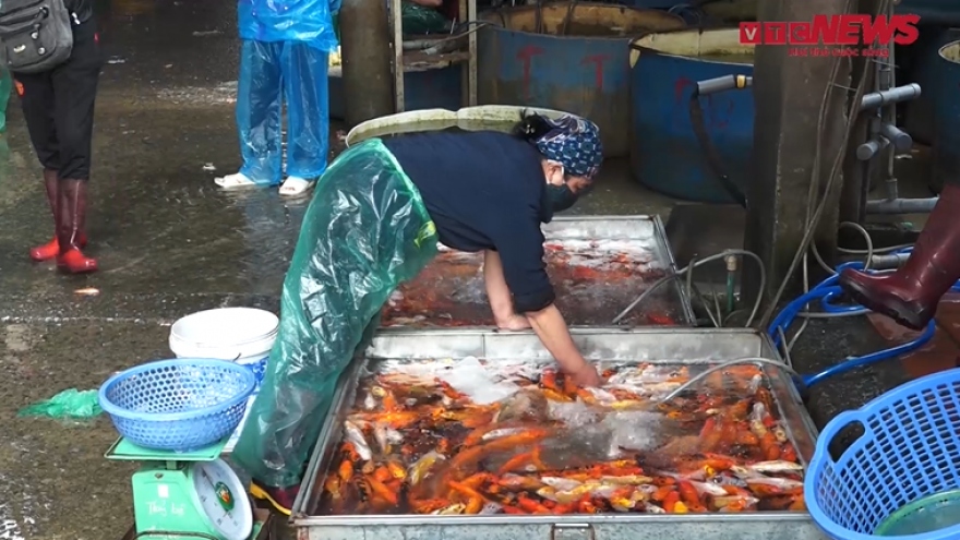 Tấp nập người mua bán tại chợ cá lớn nhất Hà Nội trước ngày ông Công ông Táo