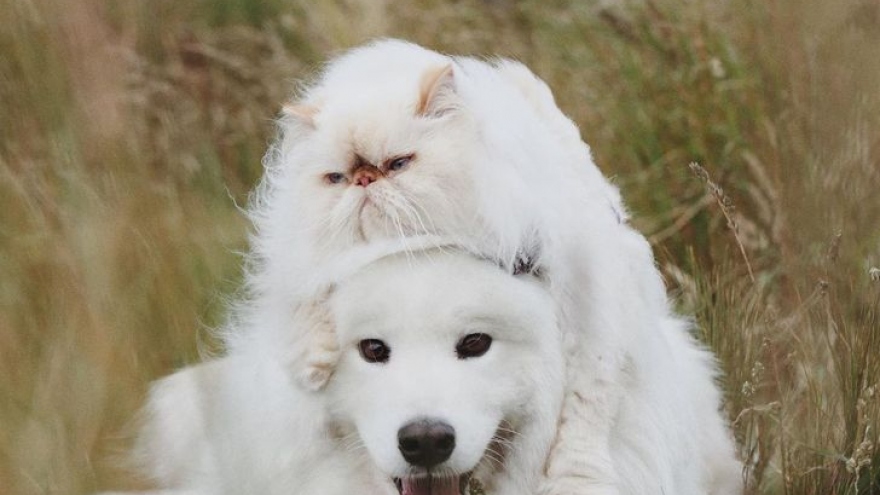 Tan chảy trước tình bạn đáng yêu giữa mèo cau có và chó vui vẻ