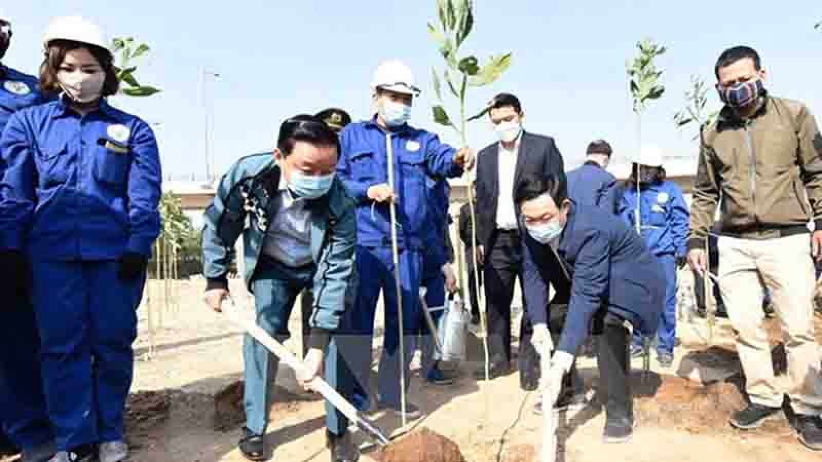 Hanoi launches tree-planting festival on New Year of Ox