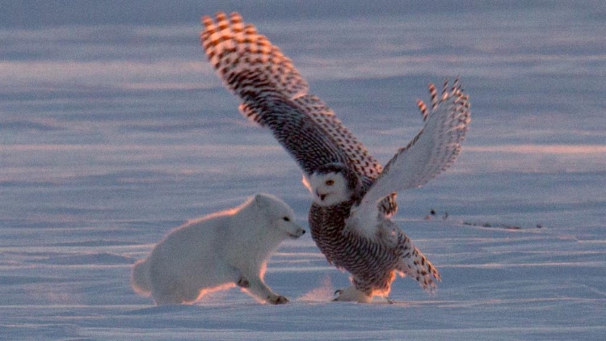 Cuộc tranh giành con mồi giữa cáo Bắc cực và cú tuyết