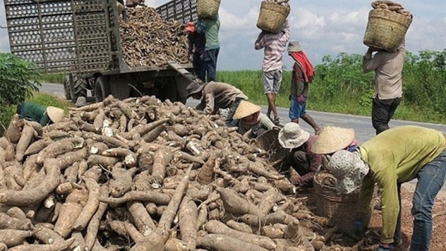 Vietnam gains cassava export growth in 2020