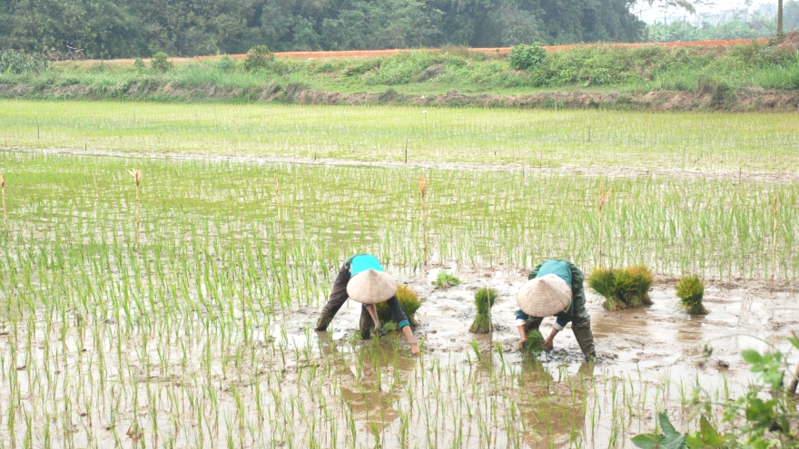 Nông dân xuống đồng: Sản xuất đi đôi với phòng, chống dịch