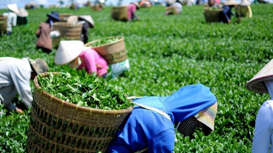 Tea exports witness sharp increase in January