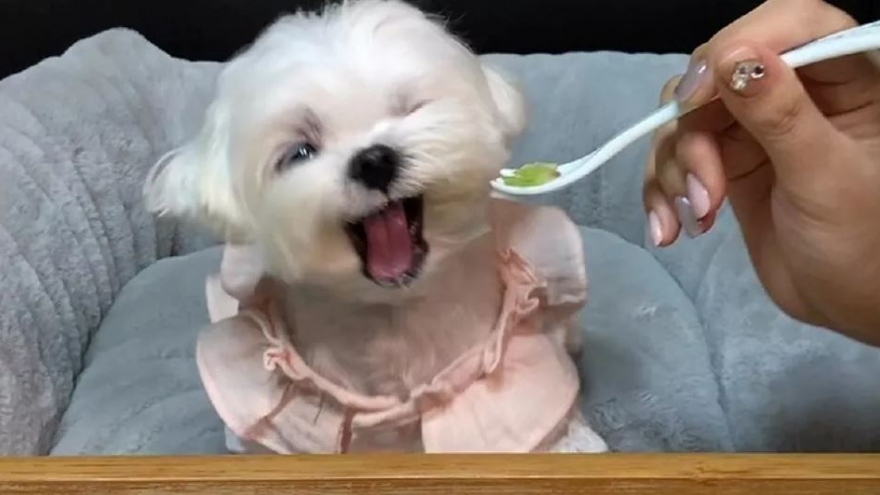 Bật cười chú chó chỉ thích ăn thịt, lắc đầu nguầy nguậy khi phải ăn rau