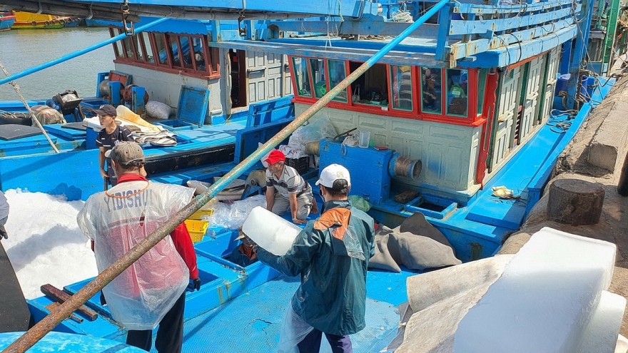 800 tàu cá của ngư dân Hoài Nhơn đồng loạt ra khơi ăn Tết trên biển
