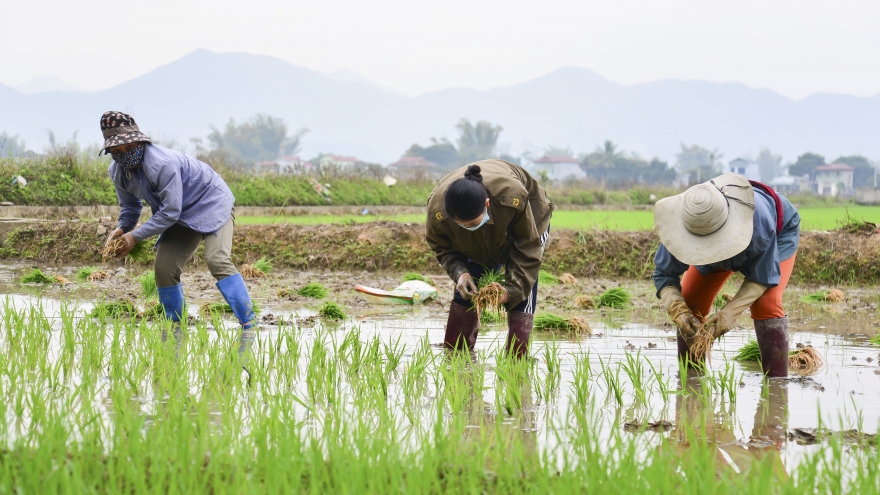 Tám thơm và Séng Cù Điện Biên được trồng trong ngày đầu năm mới