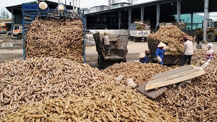 China increases imports of cassava chips and starch from Vietnam