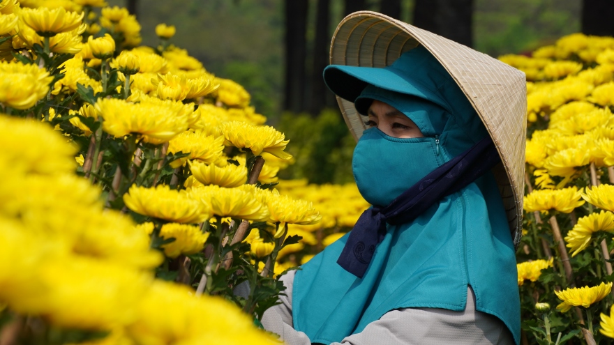 Người trồng hoa, bán hoa như “ngồi trên đống lửa” vì lo ế hàng dịp Tết