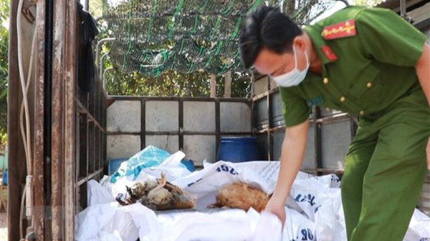 Phát hiện, bắt giữ xe tải vận chuyển gần 400kg gà chết tại Bình Phước