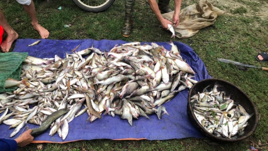Cá lại chết bất thường trên sông Mã đoạn qua huyện Cẩm Thuỷ, Thanh Hoá